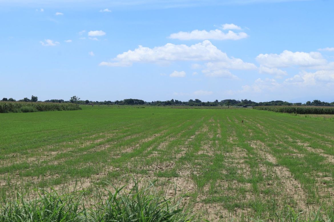 Land for Sale in Zone II, Villasis, Pangasinan – photo 3